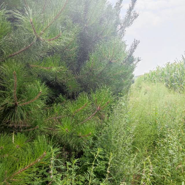 大量油松，华山松，白皮松