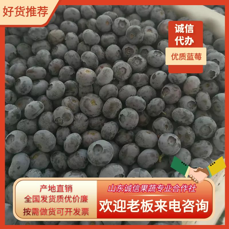 沂水县山东蓝莓基地，一手货源，价格优惠全国发货