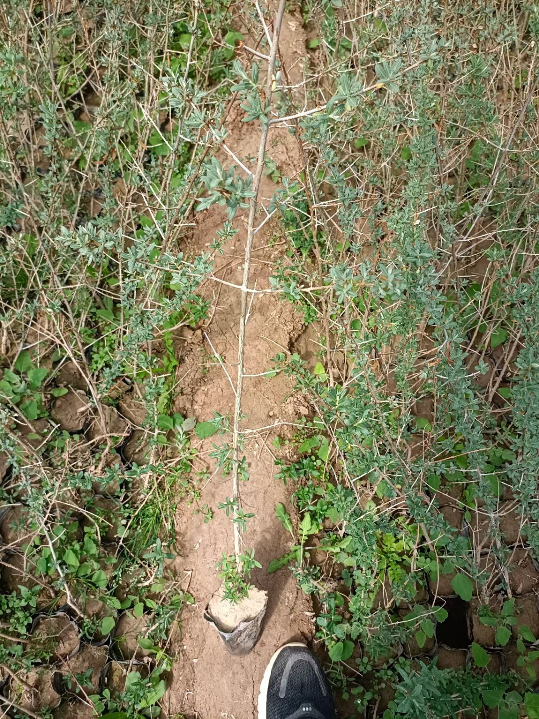 沙棘甘肃沙棘旱地成活率好适合荒山绿化