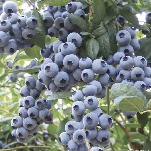沂水县蓝莓基地，一手货源，价格优惠全国发货
