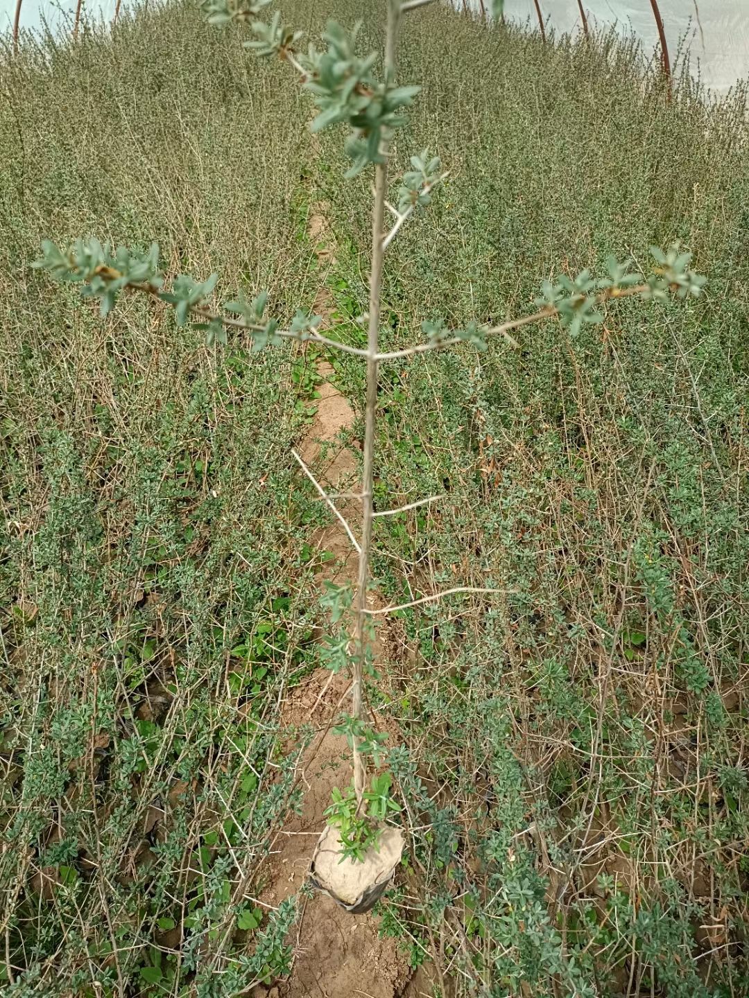 沙棘甘肃沙棘旱地成活率好适合荒山绿化