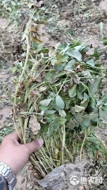 优质花生秧 非常棒花生秧 还有花生秧草粉稻秆 花生壳麦秆