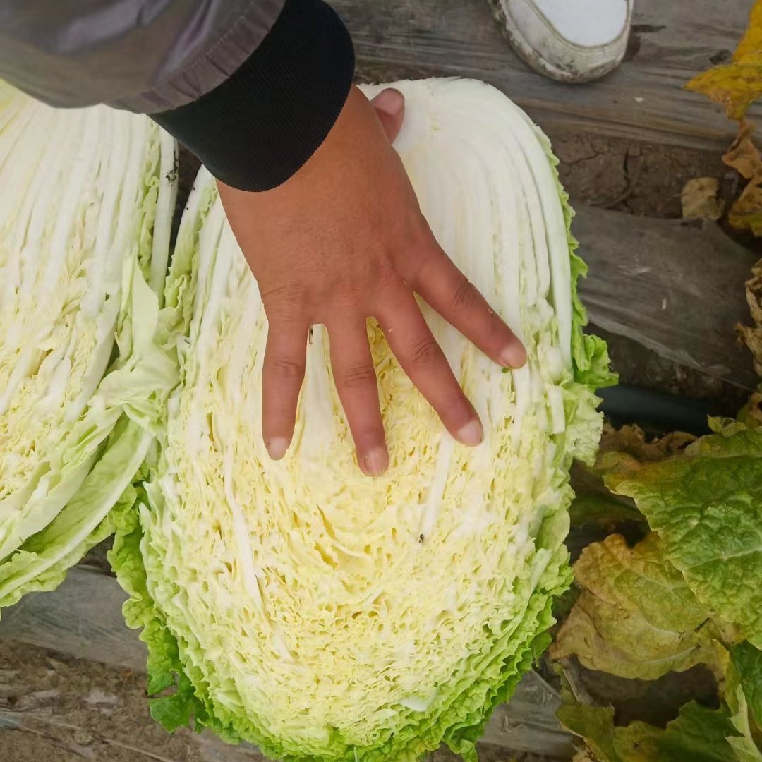 黄心大白菜