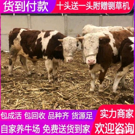 衡水西门塔尔架子牛