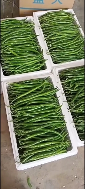 定边县线椒大量上市