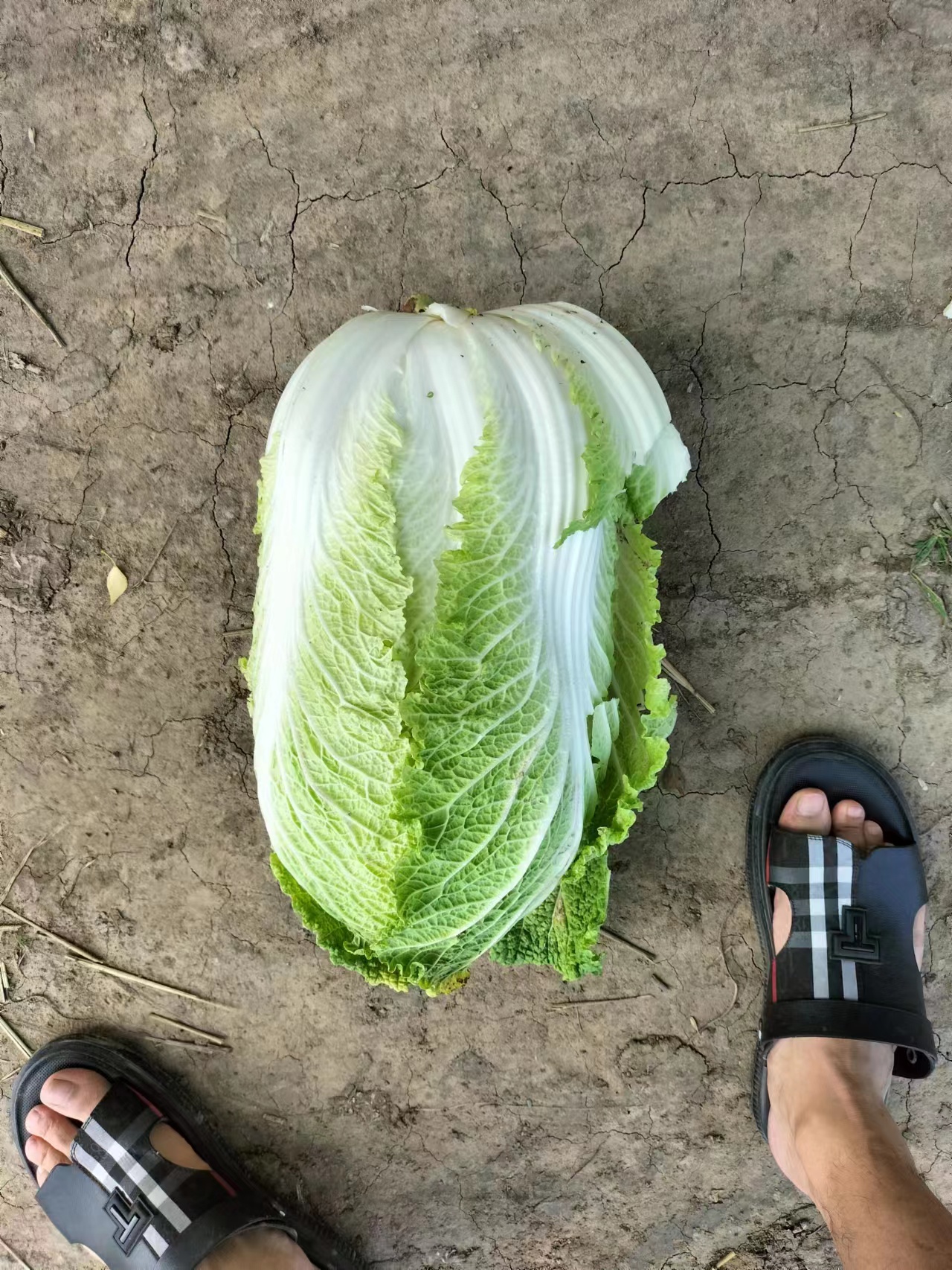 黄心大白菜