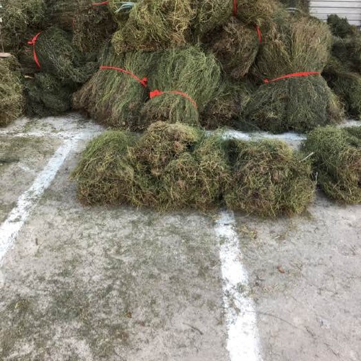 仙居县白花蛇舌草