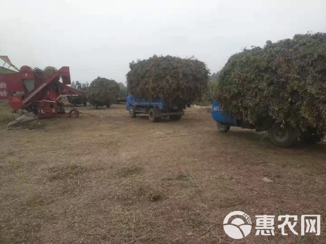 优质花生秧 非常棒花生秧 还有花生秧草粉稻秆 花生壳麦秆