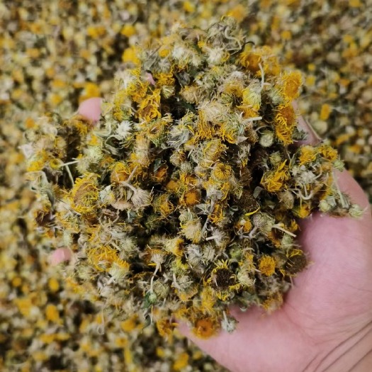 亳州晒干旋覆花，大朵花，统货花，纯无硫，新货，品质保证。