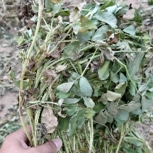 优质花生秧 非常棒花生秧 还有花生秧草粉稻秆 花生壳麦秆