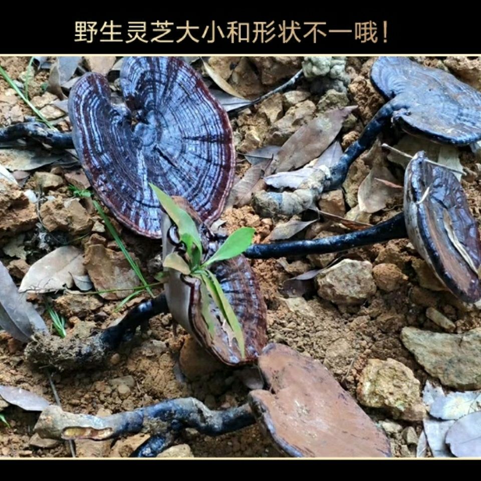 靈芝深山采摘林芝云南正宗整枝正品黑靈芝片泡酒養(yǎng)生