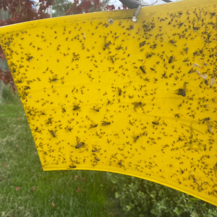 粘虫板诱虫板双面黄板温室葡萄水果灭小飞虫果蝇粘板防虫厂家直