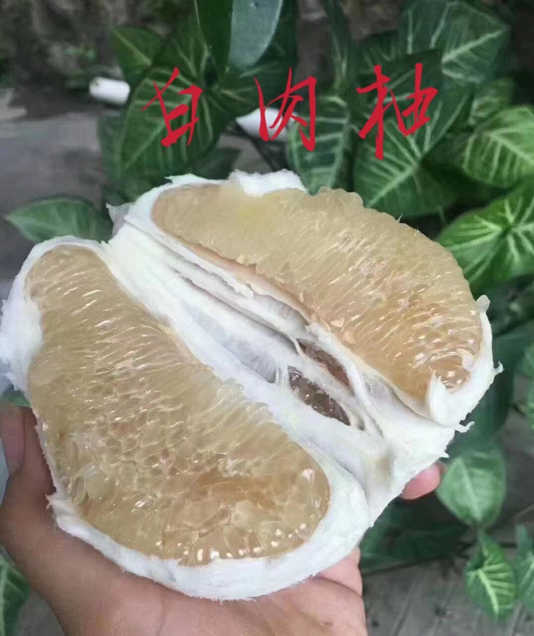 农家三红柚无污染无农药日照时间长