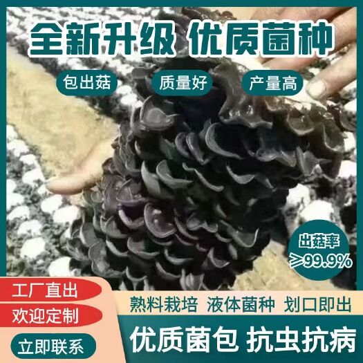 沂南县木耳菌包菌棒 黑木耳 毛木耳 玉木耳