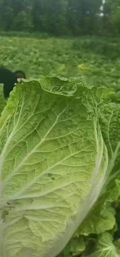 黄心大白菜