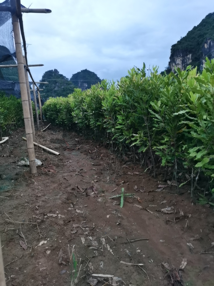 扶绥县实生坚果苗，高1米以上，30公分高0.8以上