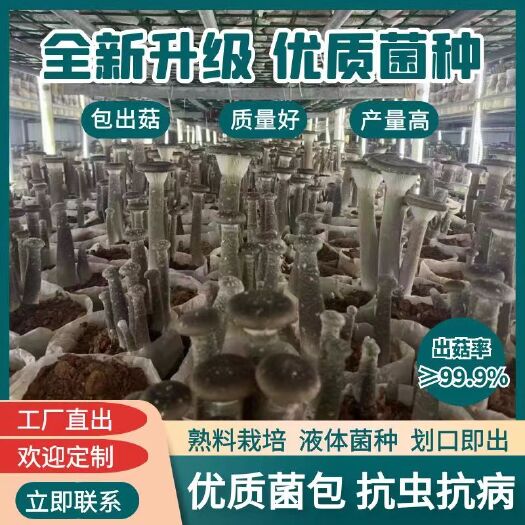 沂南县猪肚菇菌包菌棒