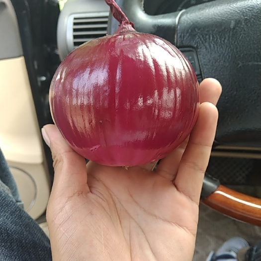 长岭县紫皮洋葱