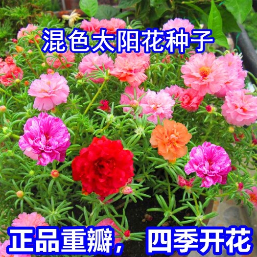 沭阳县太阳花种子重瓣太阳花种子大花马齿苋种子混色松叶牡丹花种子
