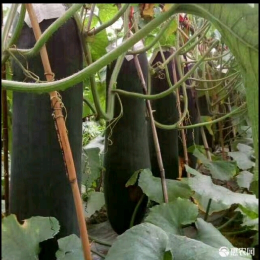 凤凰县求购黑皮冬瓜