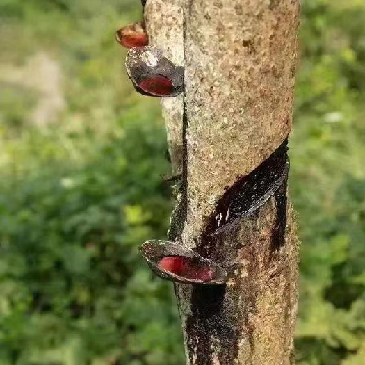喀什市大漆