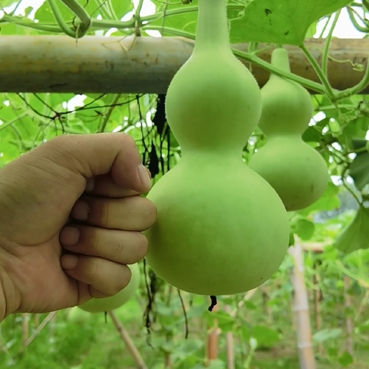 莘县中号葫芦