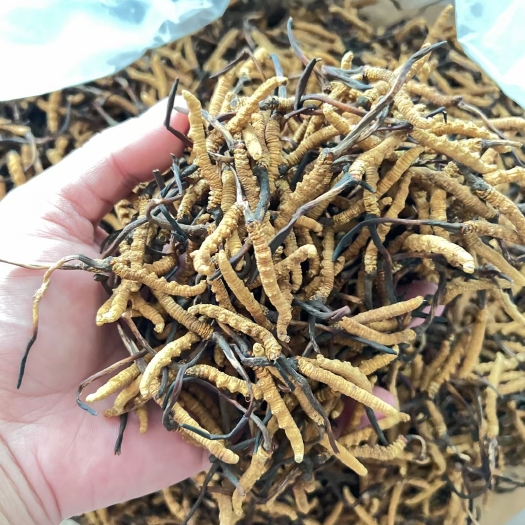 广州一斤2000头冬虫夏草