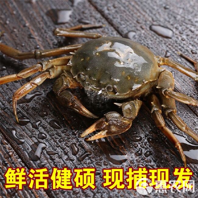 大闸蟹 母蟹 全满黄 精品蟹 清水精养蟹 全国发货