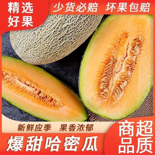 伊吾县哈密淖毛湖原产地有机哈密瓜甜瓜网纹瓜商品一级精品瓜14斤/箱