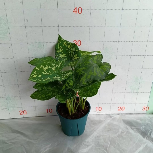 贵阳希洛美人植物彩叶芋牛奶合果芋泰国热带雨林异彩植物耐热绿植