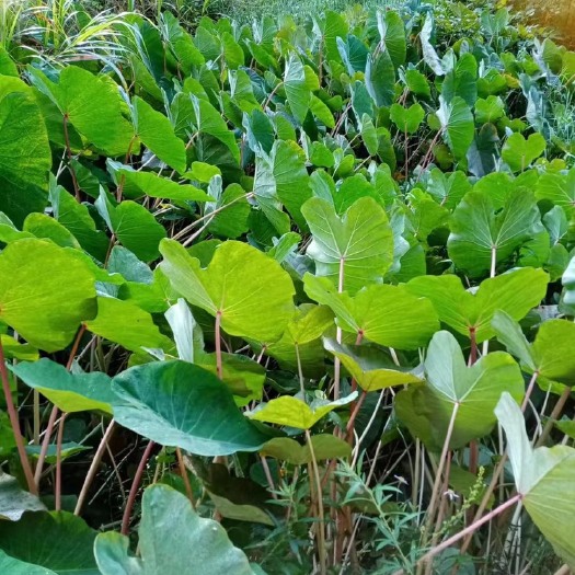 宜昌水芋头杆泡菜.香脆可口.
