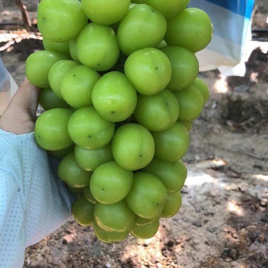 翁源县阳光玫瑰靓果