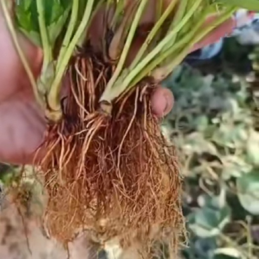 徐州出售大叶宁玉草莓苗