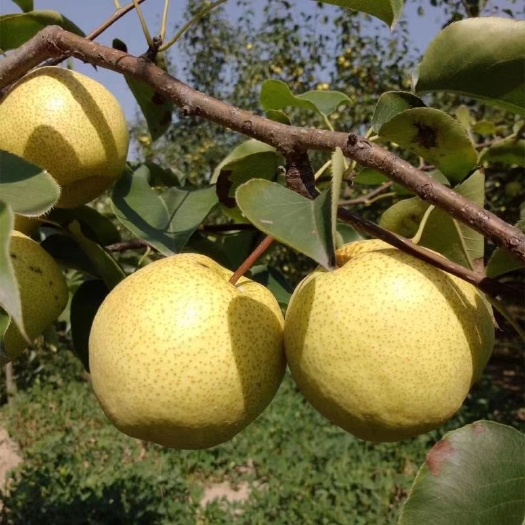 宁陵县自家种植酥梨，没有中间商，先买现摘，价格优惠，品质不好不好钱