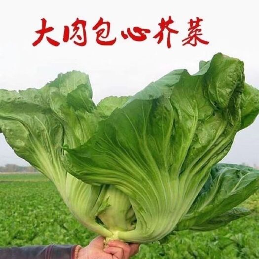 邵东市【大肉包心芥菜种子】腌渍泡菜酸菜腌菜中熟大叶高产秋播蔬菜种子