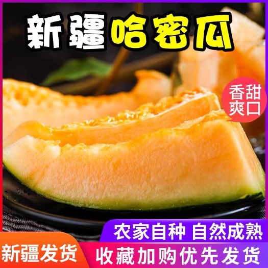 伊吾县哈密淖毛湖原产地哈密瓜甜瓜网纹瓜商品一级精品瓜20斤/箱