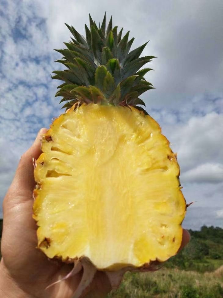 海南9斤金钻凤梨新鲜水果牛奶香水菠萝手撕无眼凤梨树熟大果包邮