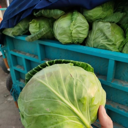 博爱县精品甘蓝包菜