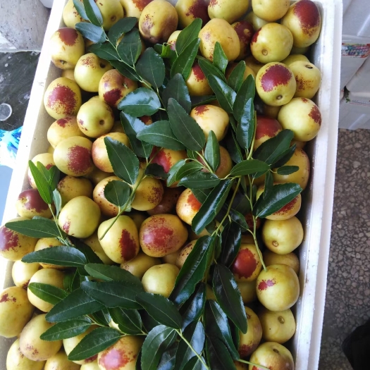 大荔县精品冬枣大量供应中