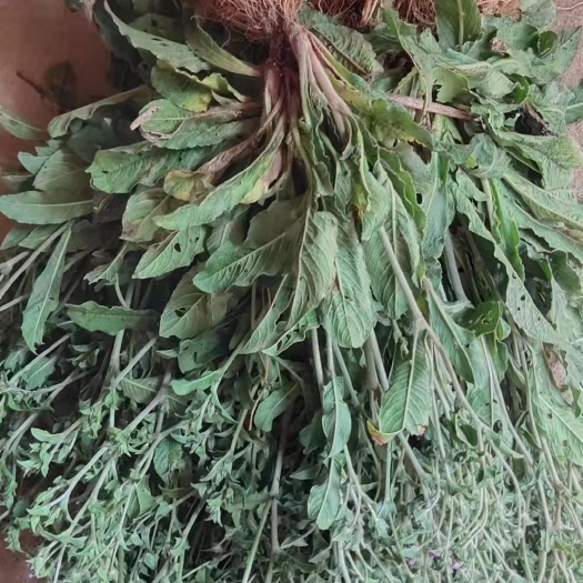 防城港地胆草种子