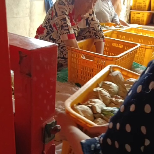梓潼县黄金梨