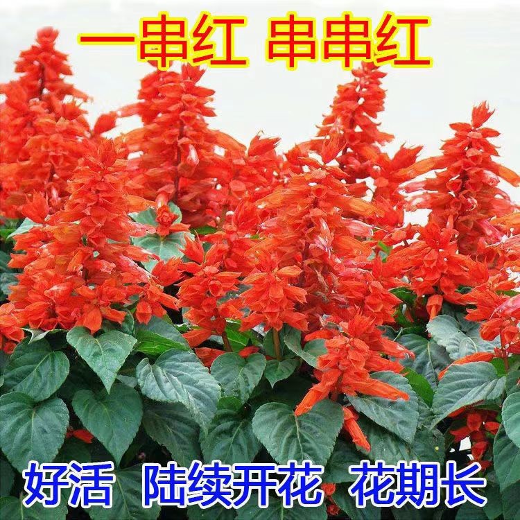 沭阳县一串红花籽串串红种籽耐寒一串红种子景观花卉种子矮一串红种子