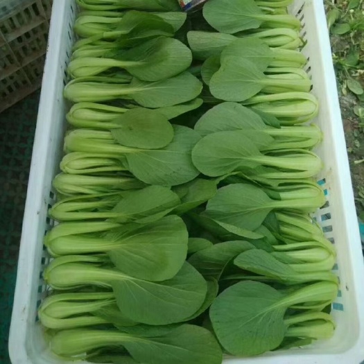 曹县上海青全年不断货，小青菜，油菜，供平台，市场，超市各种规格。