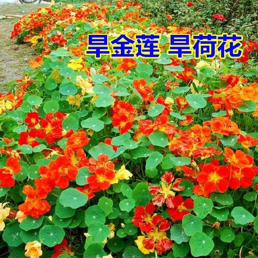 沭阳县旱金莲种子 垂吊金莲花旱金莲 旱荷花种籽 攀援阳台盆栽花卉