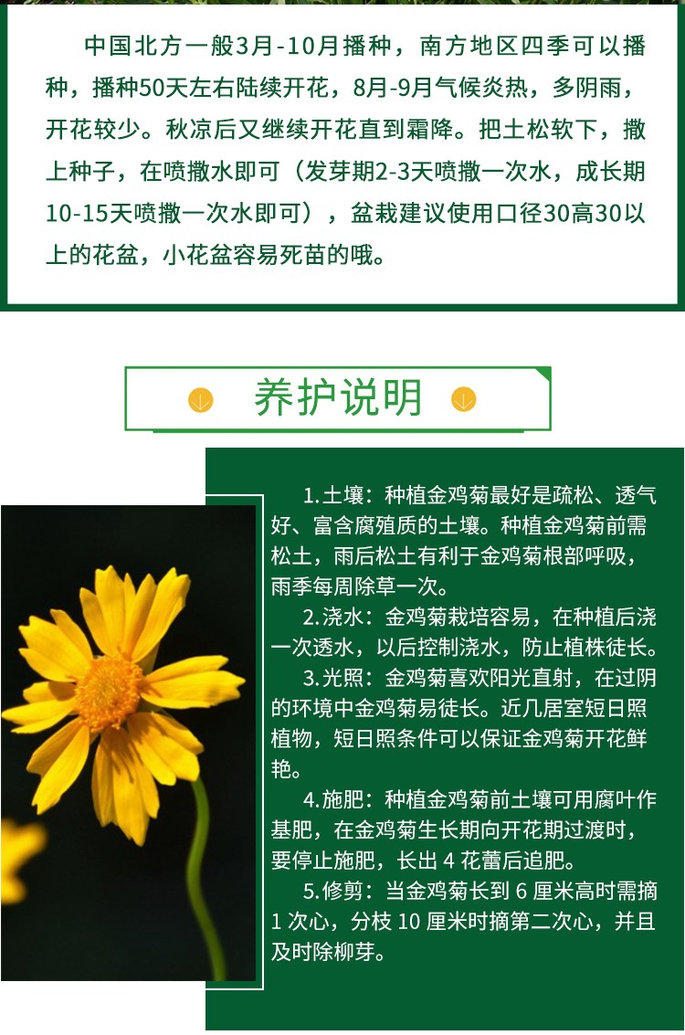 金雞菊種子大花四季種金雞菊花種籽花海多年生宿根花草種子包郵