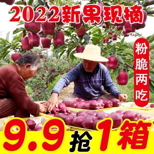 天水【现摘】甘肃天水花牛苹果10斤新鲜水果应季粉面蛇果宝宝刮泥包