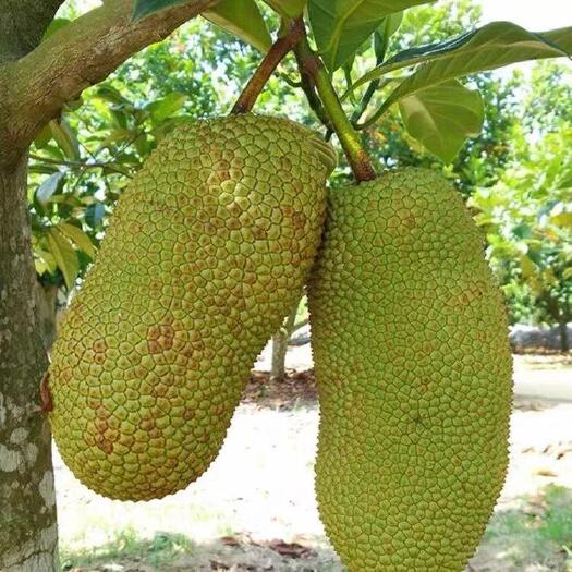 福建漳州菠萝蜜大量上市，质优价廉，需要请联系我