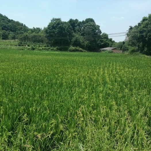 重庆市巴南区二圣镇70亩水稻田出租，价格可以和村里谈也可以免租