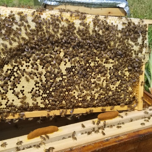 云南中蜂土蜂活体带箱发货