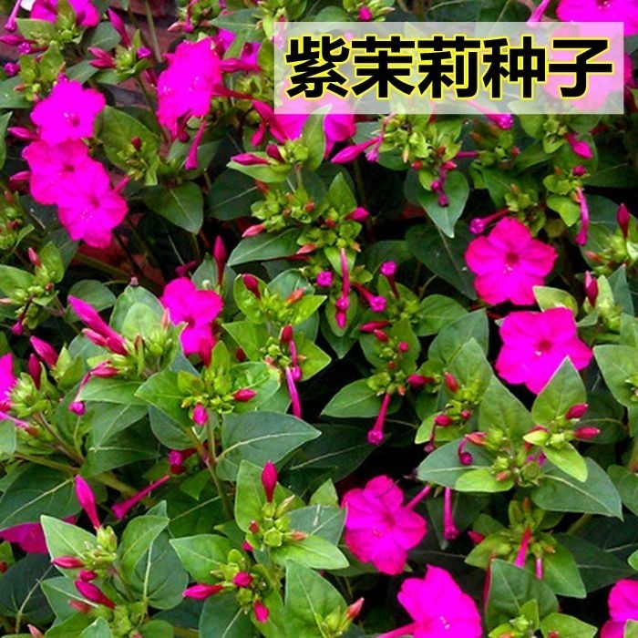 沭阳县紫茉莉花卉种子地雷花籽春夏秋播种易活新种子